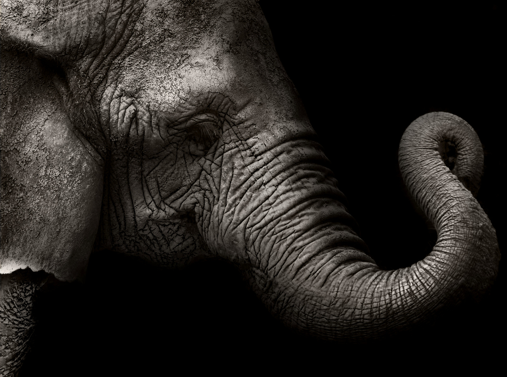 Animals_021