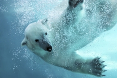 Polar bear underwater attack